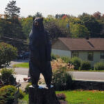 Black Bear Encounters Have Made This Small Upstate New York Town Famous