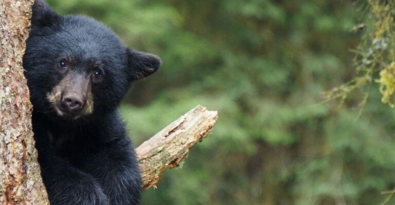 Black Bears Roam Freely at This Underrated New Jersey Park