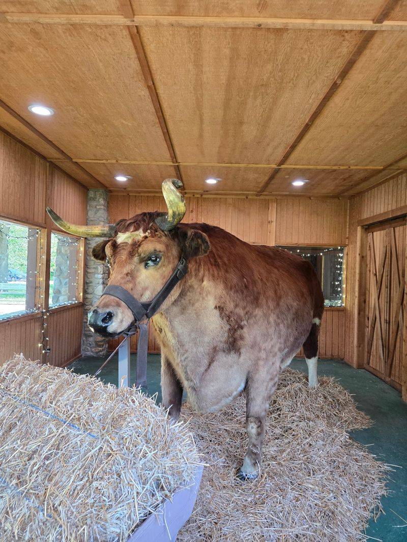 Old Ben - World’s Largest Steer & Giant Sycamore Stump (Kokomo) Old Ben - World’s Largest Steer & Giant Sycamore Stump (Kokomo)