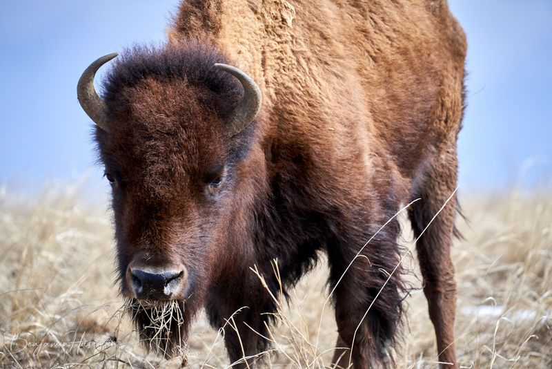 Bison, Prairie Dogs, and the Stars of the Refuge Bison, Prairie Dogs, and the Stars of the Refuge
