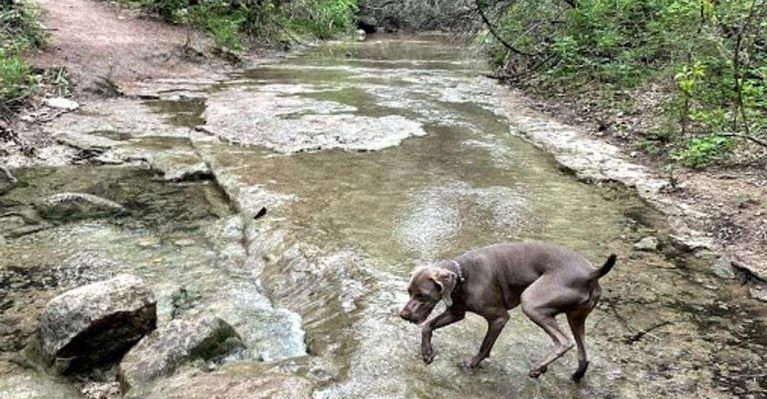Dog-Friendly Texas Hikes Your Pup Will Love From Start to Finish