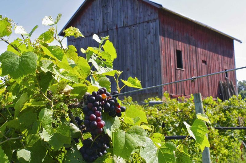 Baxter’s Vineyards & Winery (Nauvoo)