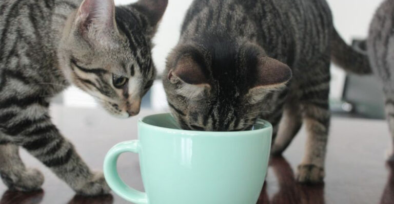 For The Love Of Cats, Explore These 12 Purrfect Cafes Around Michigan