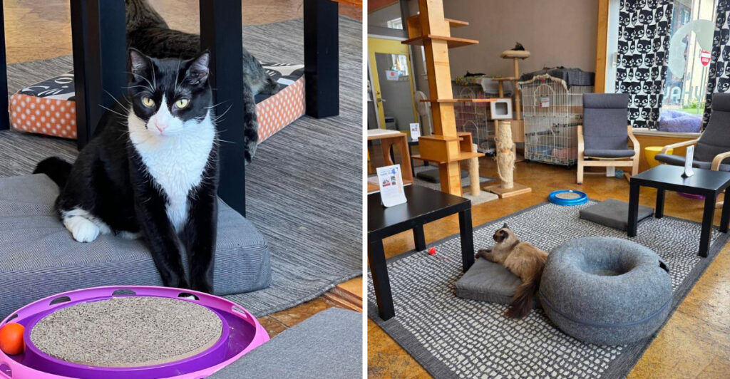 Fresh Pastries And Adoptable Cats Make This Missouri Café One Of A Kind