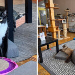 Fresh Pastries And Adoptable Cats Make This Missouri Café One Of A Kind