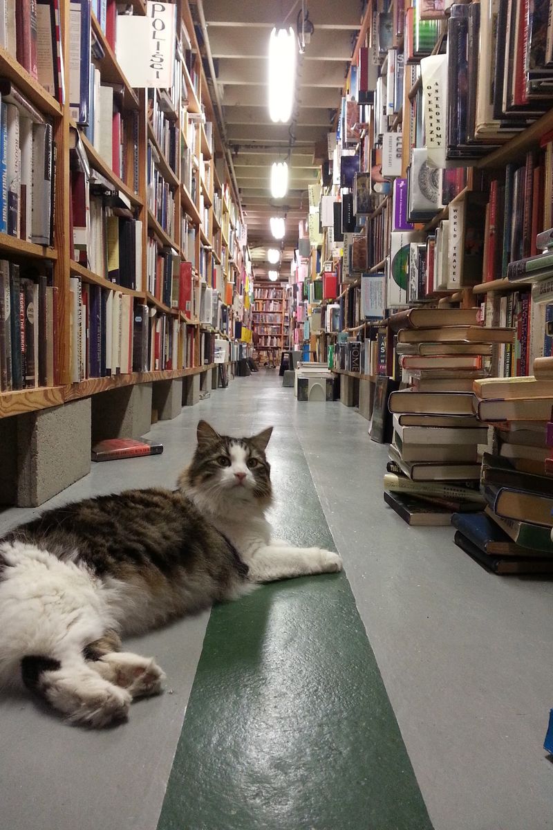 Fort Wayne, Indiana's Cat-Patrolled Book Hunt Fort Wayne, Indiana's Cat-Patrolled Book Hunt