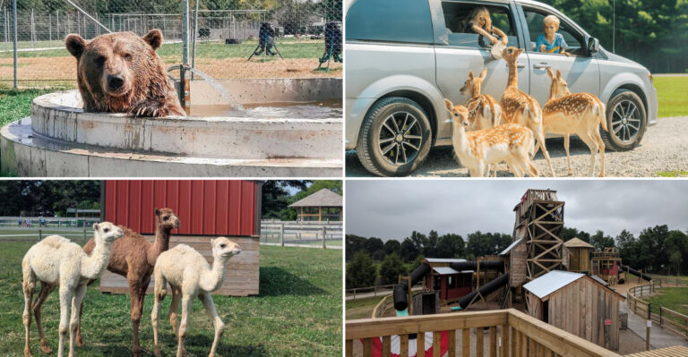 Get A Safari-Style Experience Without Leaving Michigan At This Wildlife Park