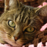 Inside the New Jersey Cat Sanctuary That Has Saved 5,000 Lives