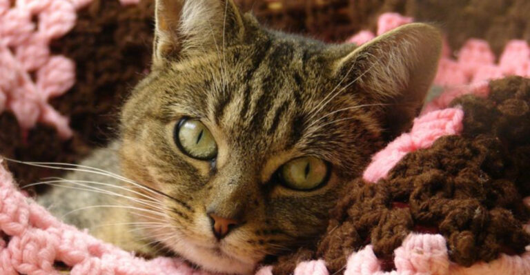 Inside the New Jersey Cat Sanctuary That Has Saved 5,000 Lives