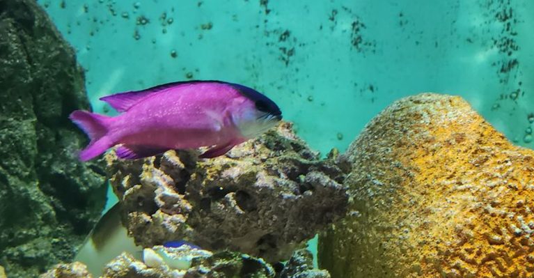 Kids Can Touch Sea Stars and Feed Stingrays at This Texas Aquarium