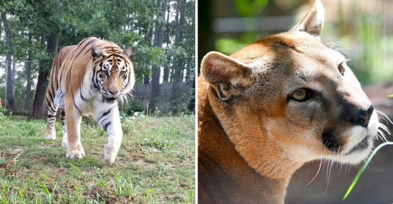 Kids Will Be Begging to Go Back to This Little-Known Rescue Zoo in Indiana