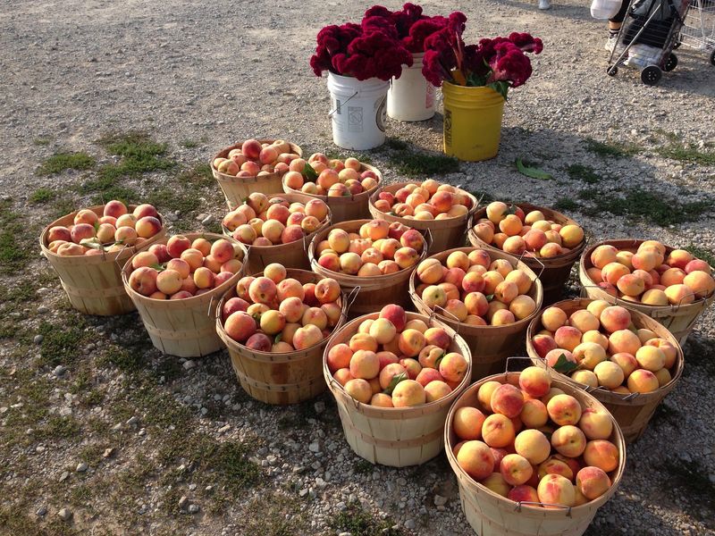 Fresh Produce, Amish Baking, and the Smell of Midweek Breakfast Fresh Produce, Amish Baking, and the Smell of Midweek Breakfast
