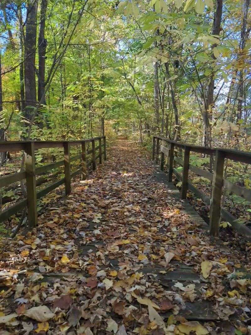 Why This Forest Matters to Evansville