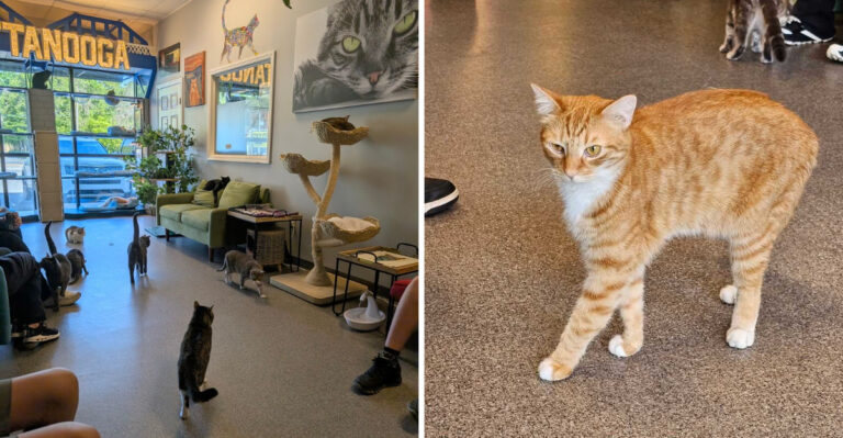 Meet Adoptable Cats And Enjoy A Coffee At This Charming Tennessee Cat Cafe