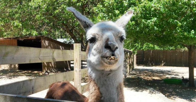 Meet the Survivors at These 9 New Jersey Animal Rescues