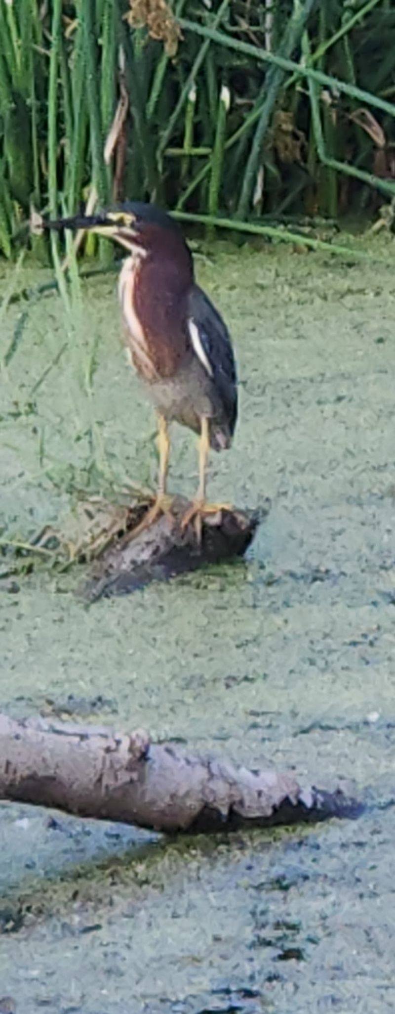 Herons, Songbirds, and Sky Traffic Over Danville, Illinois