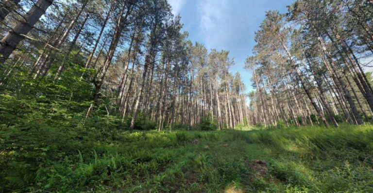 One Pennsylvania Forest Trail Passes Through 300-Year-Old Pines And Feels Frozen In Another Era