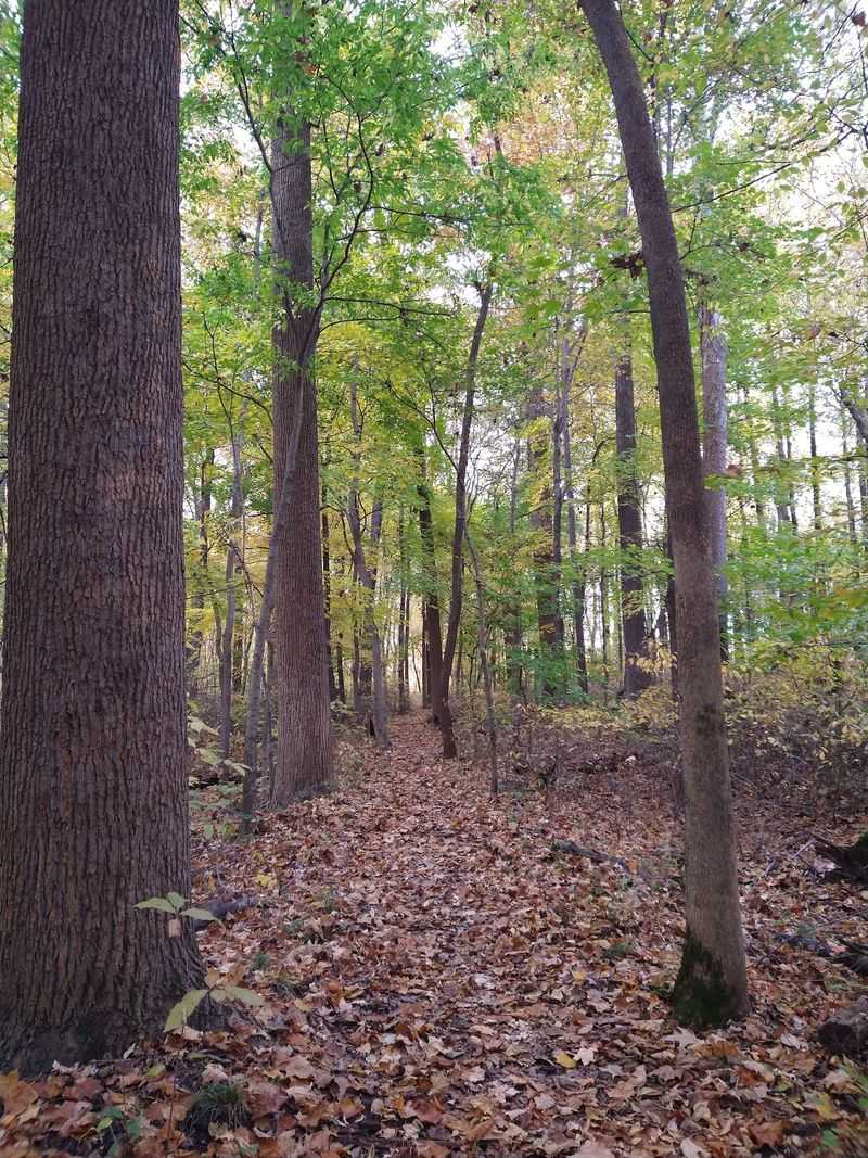 A City Block Turns Into Deep Forest