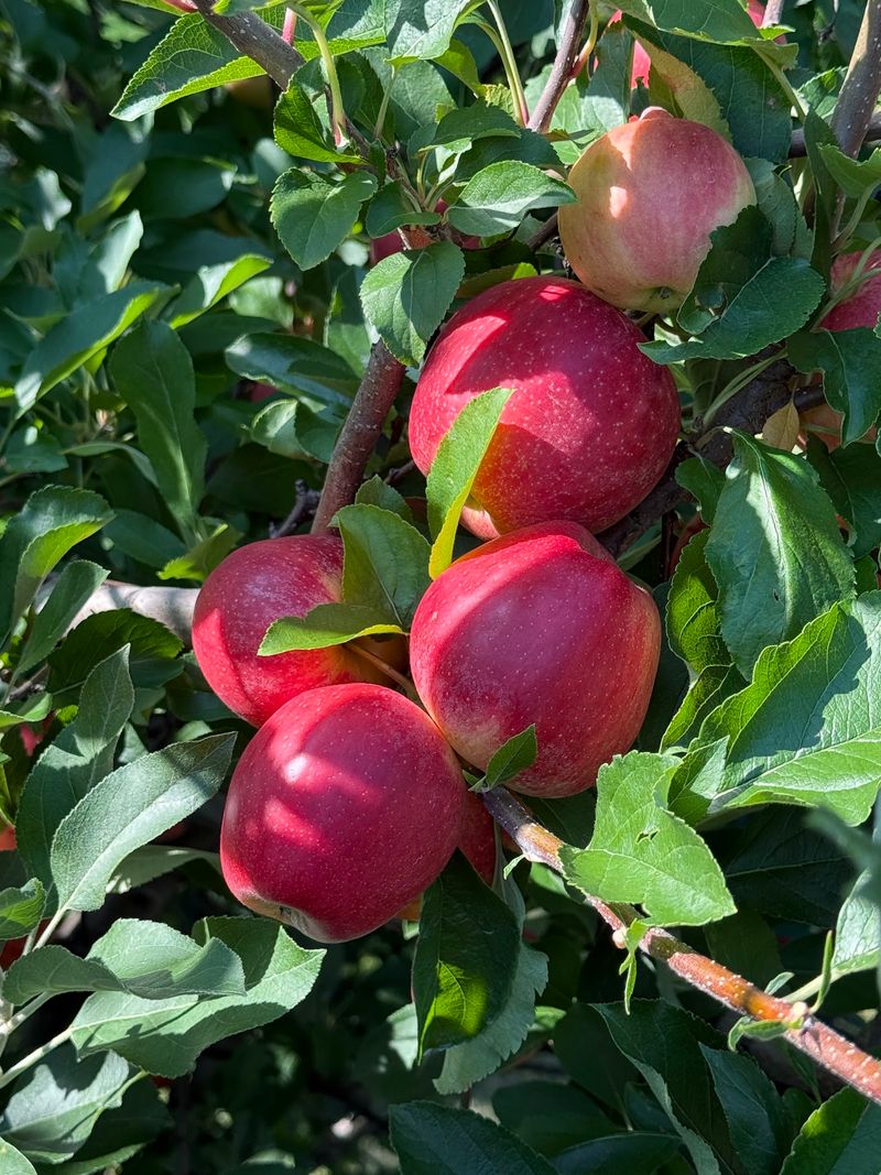 Liberty Apple Orchard (Edwardsville) Liberty Apple Orchard (Edwardsville)