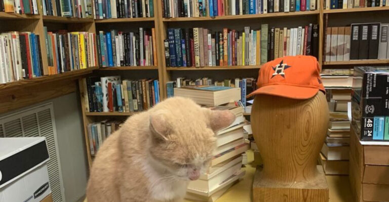Texas Is Hiding 11 Charming Bookstores You’ll Want To Browse For Hours