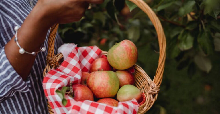 The 12 Best Places to Pick Your Own Apples in New Jersey