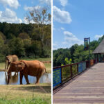 The Largest Zoo In The U.S. Is Right Here In North Carolina And It’s Worth Every Visit