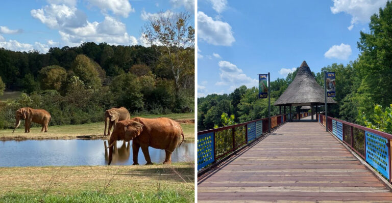The Largest Zoo In The U.S. Is Right Here In North Carolina And It’s Worth Every Visit