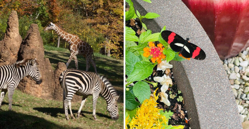 The World’s Largest Natural Habitat Zoo Is Hiding Right Here In North Carolina