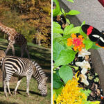 The World’s Largest Natural Habitat Zoo Is Hiding Right Here In North Carolina