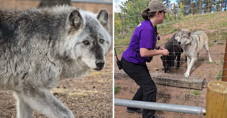 There’s a Place in Colorado Where You Can Actually Walk in the Woods With Wolves