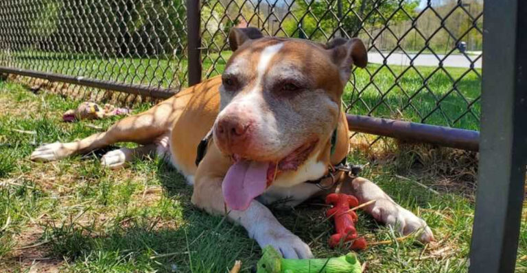 This Beloved New Jersey Animal Shelter Has Saved Pets for More Than 80 Years