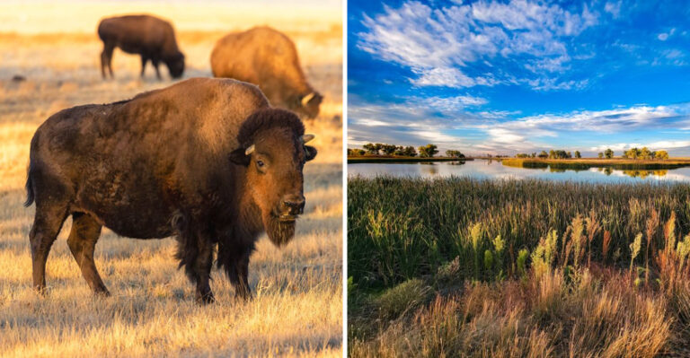 This Former Chemical Weapons Site Became One of Colorado’s Most Stunning Wildlife Refuges