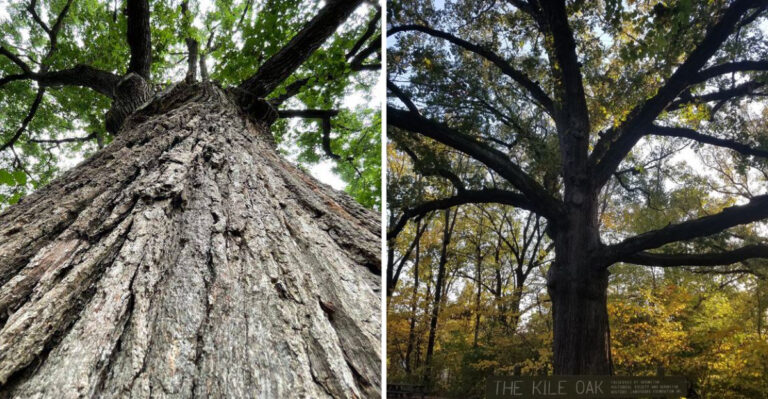 This Hidden Indiana Park Is One of the Few Places You Can Stand Beside a 500-Year-Old Tree