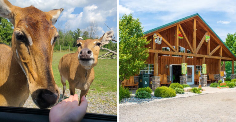 This Hidden New York Wildlife Park Feels Like A Real-Life Safari Adventure