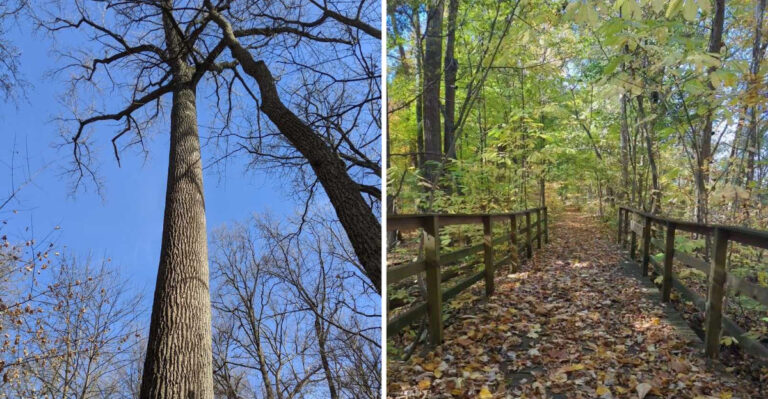 This Huge Old-Growth Indiana Forest is the Largest Ancient, Virgin Jungle Hidden Inside a US City