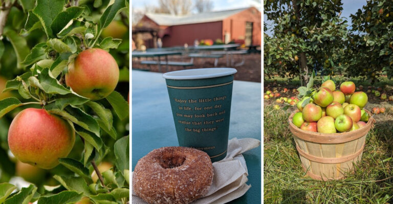 This Illinois Apple Orchard Lets You Pick Your Own and Finish the Day With Warm Cider Donuts
