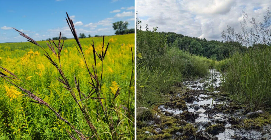 This Illinois Fen Is One of America’s Rarest Wetlands – and You Can Walk Right Through It
