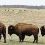 This Illinois Preserve Hides a Prairie Where a Reintroduced Bison Herd Roams Free Near Franklin Grove