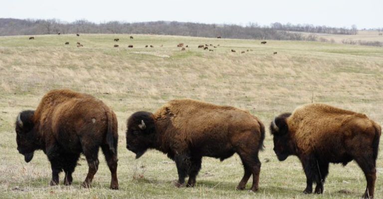 This Illinois Preserve Hides a Prairie Where a Reintroduced Bison Herd Roams Free Near Franklin Grove