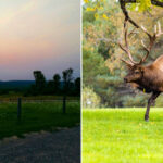 This Low-Key Pennsylvania Town Offers Some of the Most Spectacular Wild Elk Viewing in the East