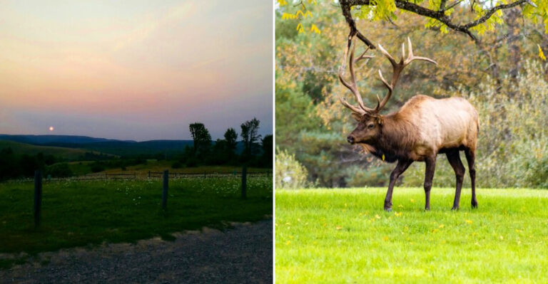 This Low-Key Pennsylvania Town Offers Some of the Most Spectacular Wild Elk Viewing in the East