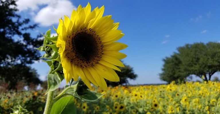 This Massive Texas Wildflower Farm Is Glowing With Sunflowers in the Heart of Hill Country