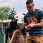 This New Jersey Rescue Gives Wolfdogs a Second Chance and Lets You Meet Them