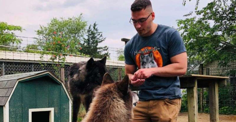 This New Jersey Rescue Gives Wolfdogs a Second Chance and Lets You Meet Them