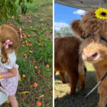 This North Carolina Farm Is A Summer Dream With Peaches, Flowers, And Baby Highland Cows