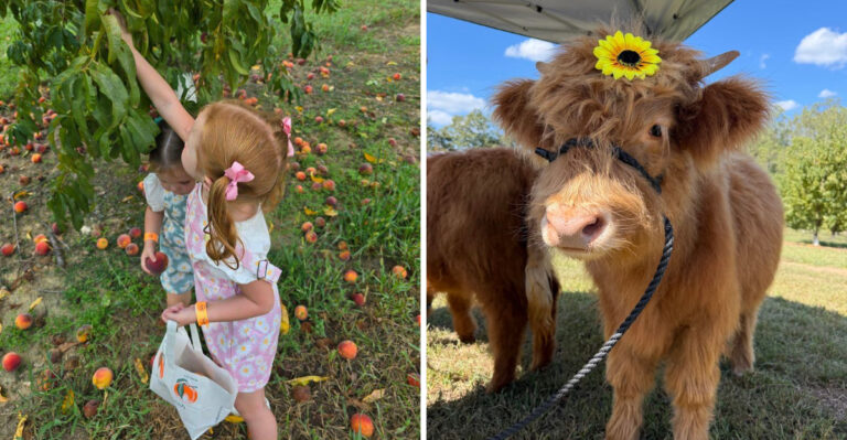 This North Carolina Farm Is A Summer Dream With Peaches, Flowers, And Baby Highland Cows