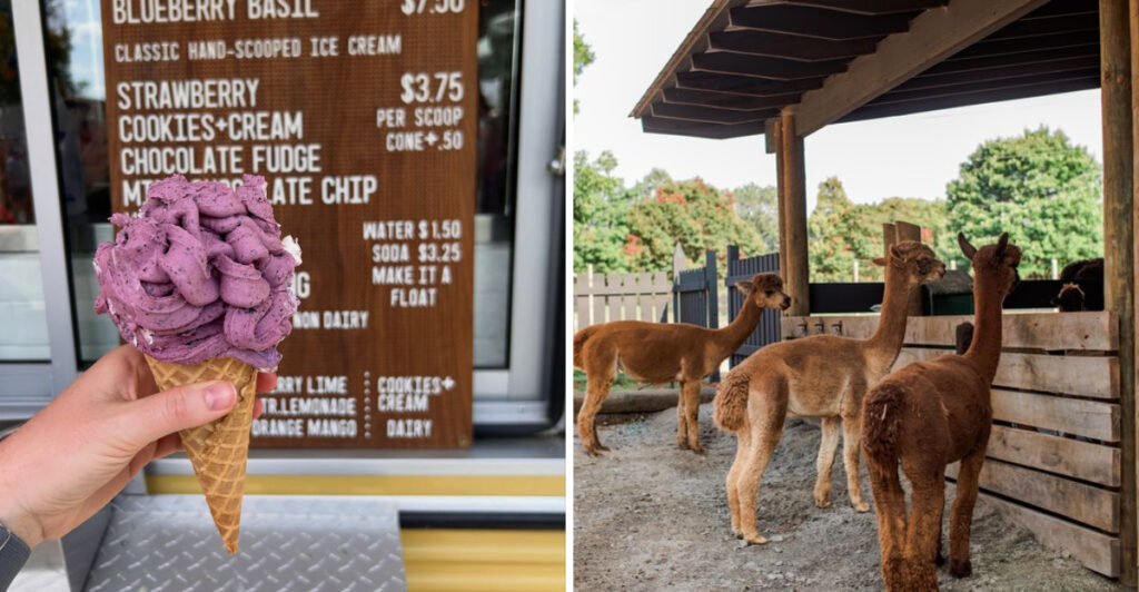 This North Carolina Farm Serves Blueberry Basil Ice Cream With Alpacas Waiting Outside