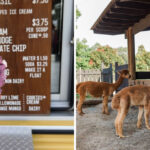 This North Carolina Farm Serves Blueberry Basil Ice Cream With Alpacas Waiting Outside
