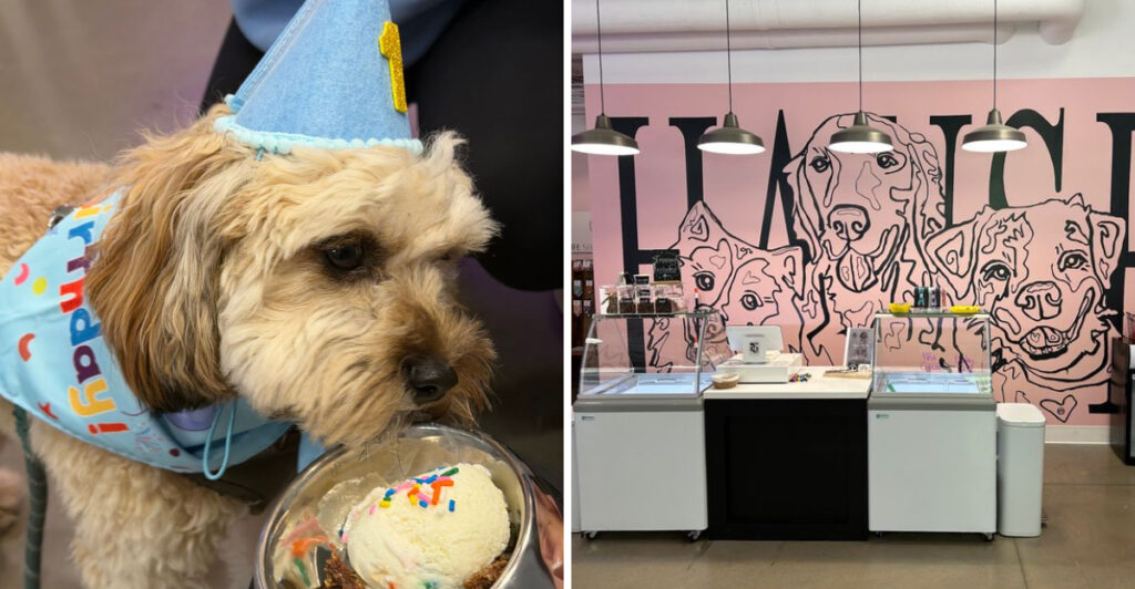 This North Carolina Ice Cream Parlor Has Eight Flavors Just For Dogs, And It’s Adorable