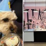 This North Carolina Ice Cream Parlor Has Eight Flavors Just For Dogs, And It’s Adorable